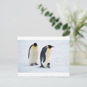 Carte Postale Pingouin gelé neige oiseau météo mignon animaux (Debout devant)