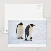Carte Postale Pingouin gelé neige oiseau météo mignon animaux (Devant / Derrière)