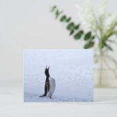 Carte Postale Pingouin Gentoo (Debout devant)