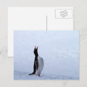 Carte Postale Pingouin Gentoo (Devant / Derrière)