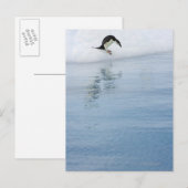 Carte Postale Pingouin Gentoo (Pygoscelis papua) (Devant / Derrière)
