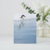 Carte Postale Pingouin Gentoo (Pygoscelis papua) (Debout devant)