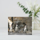 Carte Postale Pingouin Humboldt (Debout devant)
