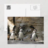 Carte Postale Pingouin Humboldt (Devant / Derrière)