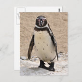 Carte Postale Pingouin Humboldt (Devant / Derrière)