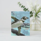 Carte Postale Pingouin Humboldt sous l'eau (Debout devant)