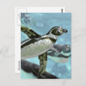 Carte Postale Pingouin Humboldt sous l'eau (Devant / Derrière)