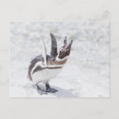 Carte Postale Pingouin hurlant (Devant)