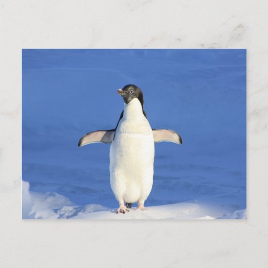 Carte Postale pingouin joyeux étreinte de danse (Devant)