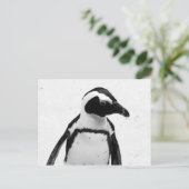 Carte Postale Pingouin noir et blanc (Debout devant)