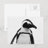 Carte Postale Pingouin noir et blanc (Devant / Derrière)