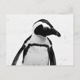 Carte Postale Pingouin noir et blanc