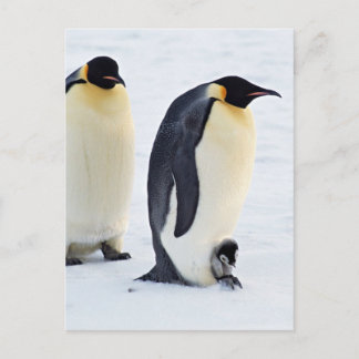 Carte Postale Pingouin Oiseau animal glace gelée hiver