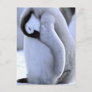 Carte Postale Pingouin   Péninsule Antarctique, mer de Weddell