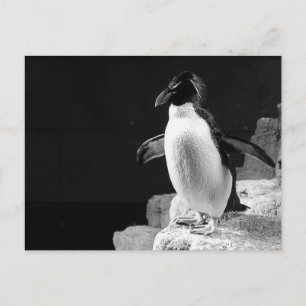 Carte Postale Pingouin sous les projecteurs Photo noir et blanc