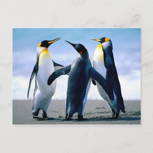 Carte Postale Pingouins (Devant)