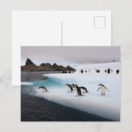 Carte Postale Pingouins (Devant / Derrière)