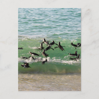 Carte Postale Pingouins africains nageant à la plage