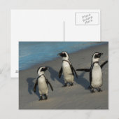 Carte Postale Pingouins africains | Spheniscus Demersus (Devant / Derrière)