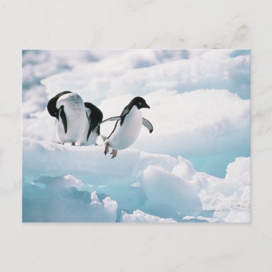 Carte Postale Pingouins d'Adelie (pygoscelis adeliae) Antarctiqu (Devant)
