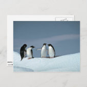 Carte Postale Pingouins d'adelite, Antarctique (Devant / Derrière)