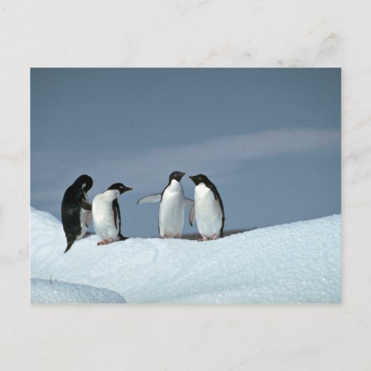 Carte Postale Pingouins d'adelite, Antarctique (Devant)