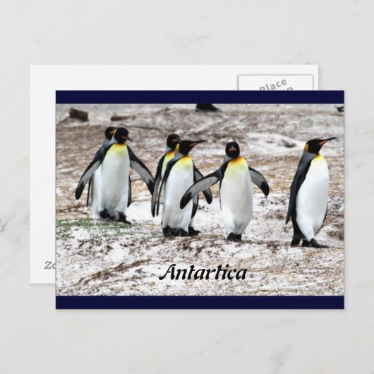Carte Postale Pingouins dans l'Antarctique frigide (Devant / Derrière)