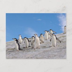 Carte Postale pingouins de chinstrap, Pygoscelis antarctica,