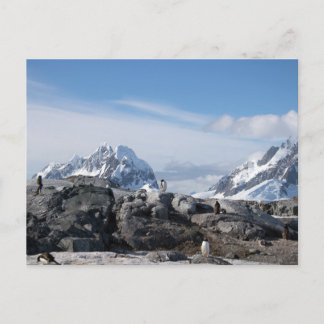 Carte Postale Pingouins de Gentoo en Antarctique