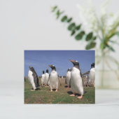Carte Postale Pingouins de réunion (Debout devant)