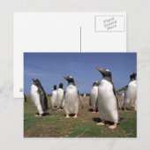 Carte Postale Pingouins de réunion (Devant / Derrière)