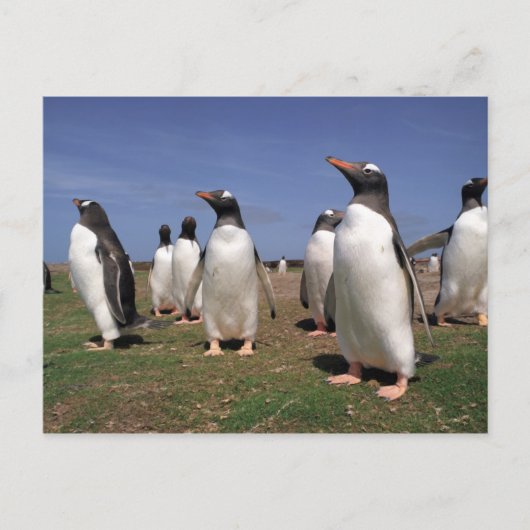 Carte Postale Pingouins de réunion (Devant)