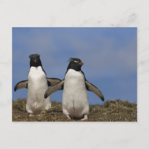 Carte Postale Pingouins de Rockhopper Eudyptes chrysocome