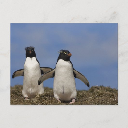 Carte Postale Pingouins de Rockhopper Eudyptes chrysocome (Devant)