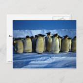 Carte Postale Pingouins empereurs au clair de lune (Devant / Derrière)