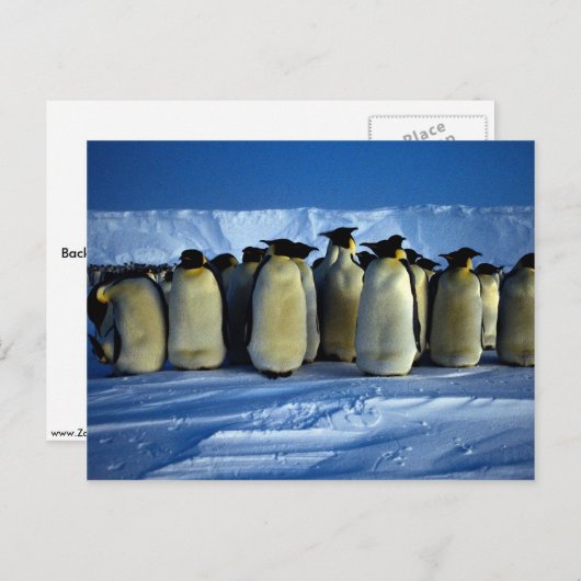 Carte Postale Pingouins empereurs au clair de lune (Devant / Derrière)