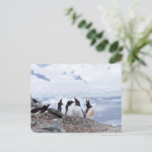 Carte Postale Pingouins en Antarctique (Debout devant)