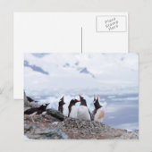 Carte Postale Pingouins en Antarctique (Devant / Derrière)