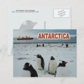 Carte Postale Pingouins Gentoo, péninsule Antarctique (Devant / Derrière)