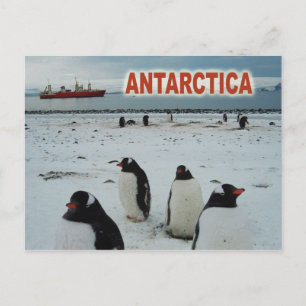 Carte Postale Pingouins Gentoo, péninsule Antarctique
