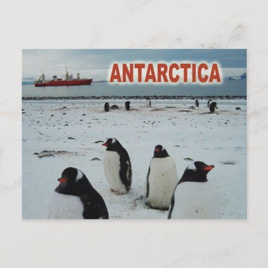 Carte Postale Pingouins Gentoo, péninsule Antarctique (Devant)