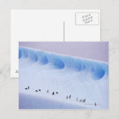 Carte Postale Pingouins | Iles d'Orkney Sud (Devant / Derrière)