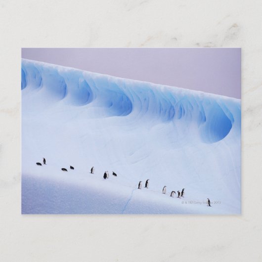 Carte Postale Pingouins | Iles d'Orkney Sud (Devant)