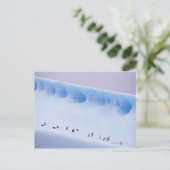 Carte Postale Pingouins | Iles d'Orkney Sud (Debout devant)