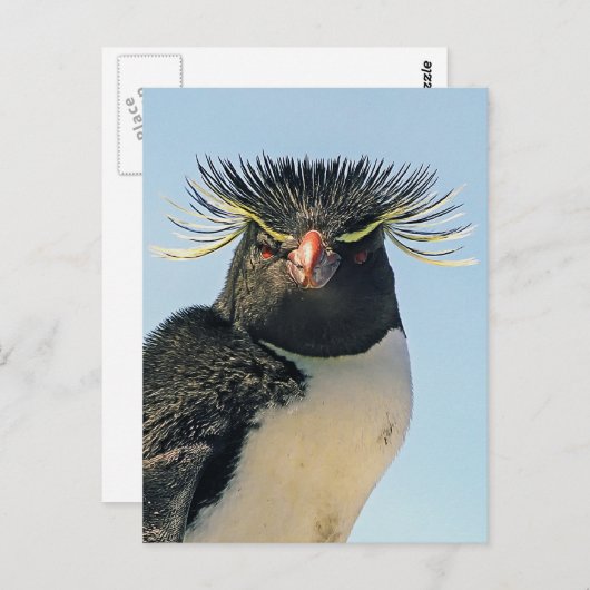 Carte Postale Pingouins Macaroni (Devant / Derrière)