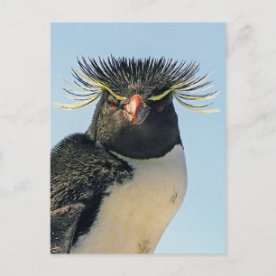Carte Postale Pingouins Macaroni