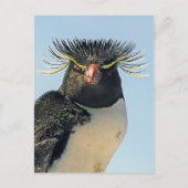 Carte Postale Pingouins Macaroni (Devant)