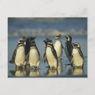 Carte Postale Pingouins magellaniques, Spheniscus