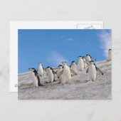 Carte Postale Pingouins | Pygoscelis Antarctique (Devant / Derrière)