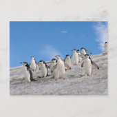 Carte Postale Pingouins | Pygoscelis Antarctique (Devant)